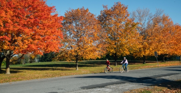 Two cyclists travelling on a side street with colourful trees lining the road.